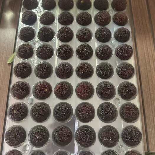 浙江省荸荠杨梅