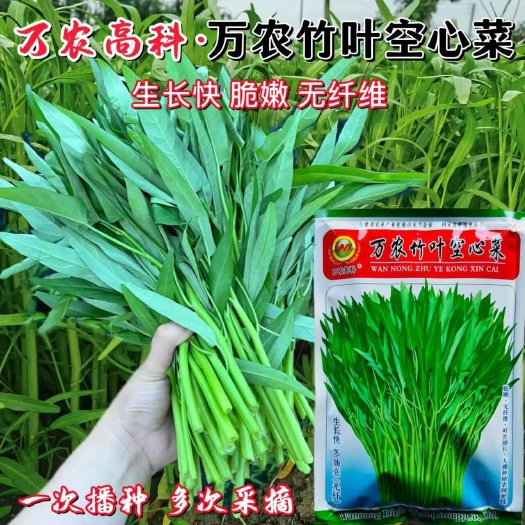 万农竹叶空心菜种子 泰国空心菜种子 竹叶空心菜种子