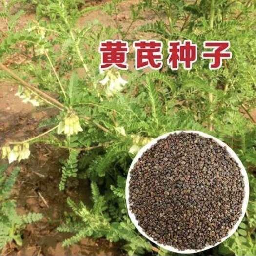 岷县甘肃黄芪种子、甘肃岷县黄芪种子、当年新采、黄芪种子