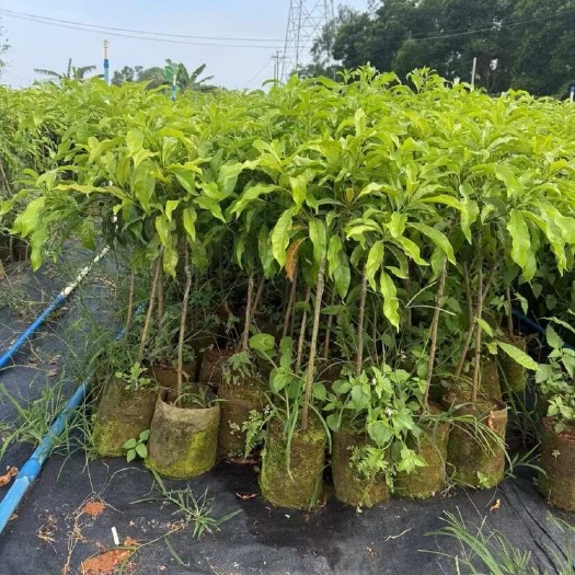 灵山县黄晶果苗