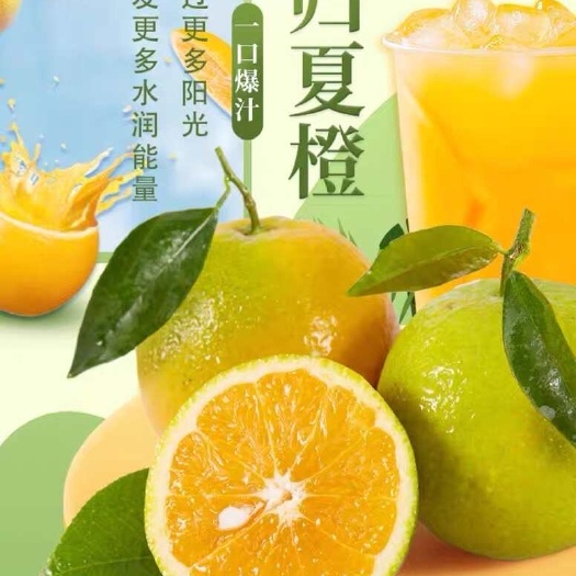 【秭归鲜榨橙】自然树上熟，汁水香甜，果香浓郁，出汁率高包邮