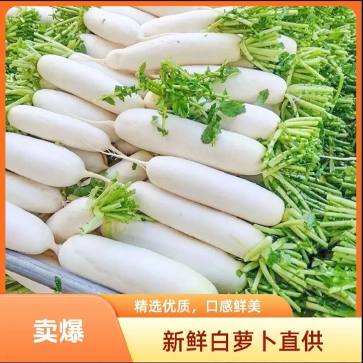 昆明新鲜现挖现发白皮长萝卜 鲜嫩多汁脆甜爽口 当应季蔬菜一件代发