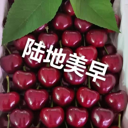 大连大连营城子陆地梅早樱桃