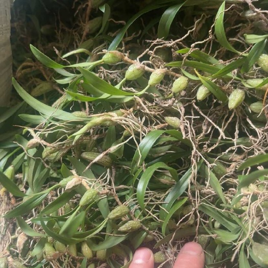 闽清县双叶小果石橄榄