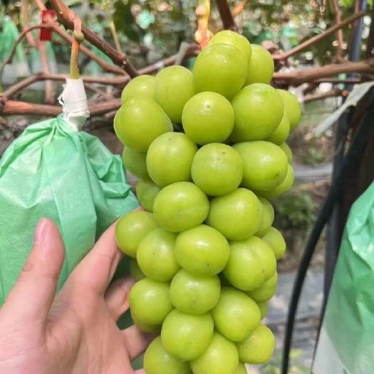 宾川县阳光玫瑰榨汁果【工厂货】
