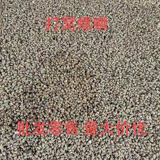 打窝螺狮
