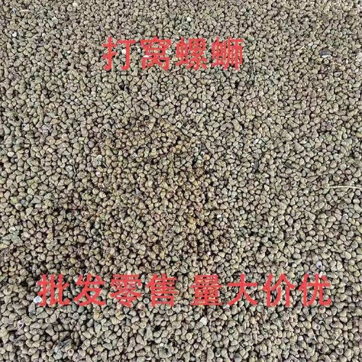 仙桃市打窝螺狮