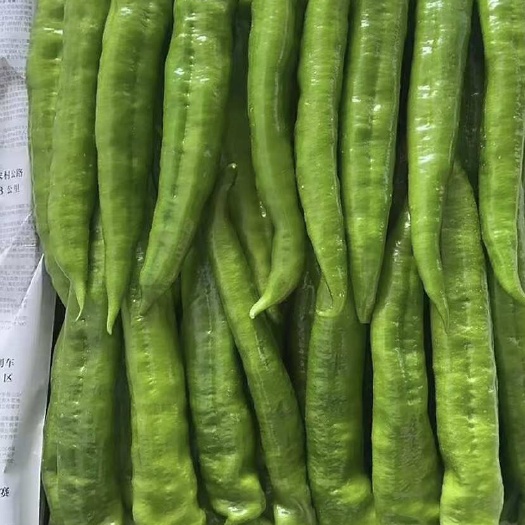 滦南县精品牛角椒(尖椒)
