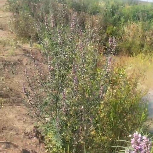 孝感益母草