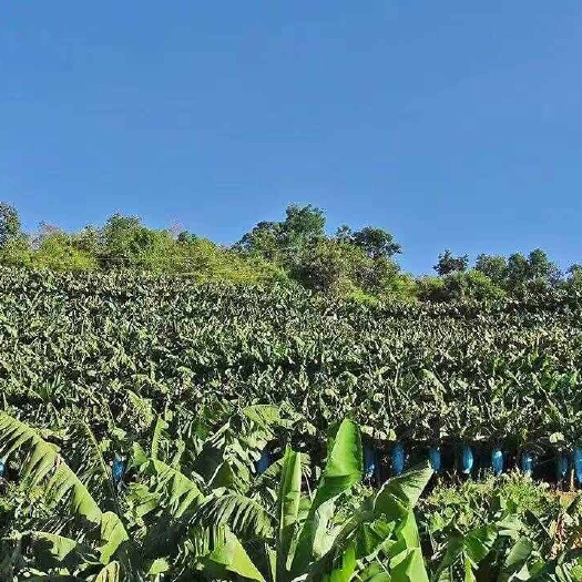 海口海南优质香蕉新鲜采摘当日发货热带水果
