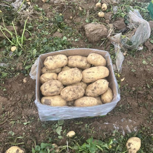 通许县河南基地土豆 马铃薯