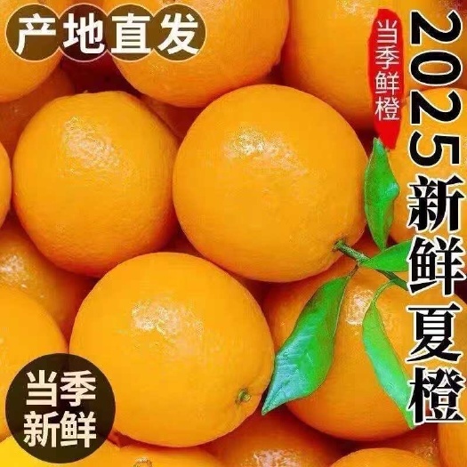 【鲜榨商用果】常年供应鲜榨橙汁儿果，新鲜看的见，橙香浓汁水多