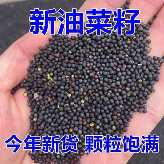 永城市油菜籽  今年新货农家自种油菜花籽榨油专用也可