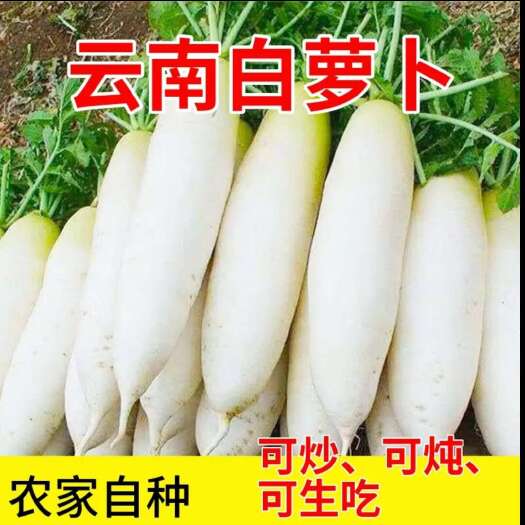 昆明新鲜现挖现发白皮长萝卜 鲜嫩多汁脆甜爽口 当应季蔬菜一件代发