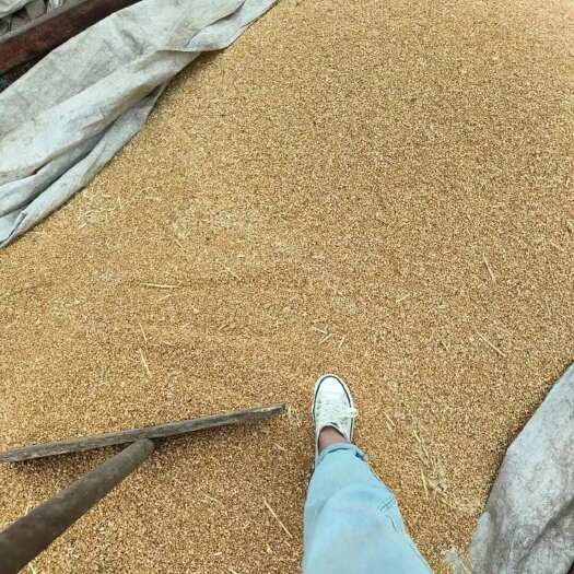 邹城市新小麦