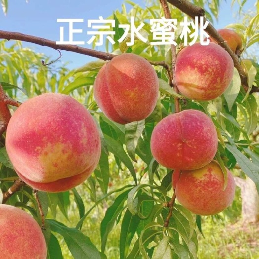 南宁水蜜桃毛桃新鲜应季水果现摘脆桃脆甜蜜桃整箱批发