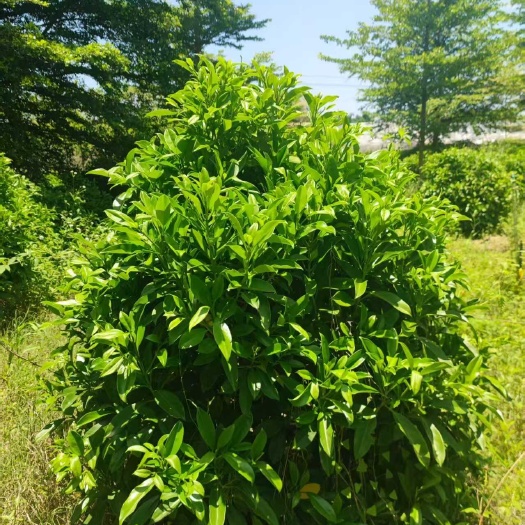 漳浦县非洲茉莉球 1-2-1.4