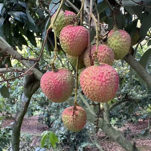 灵山县荔枝