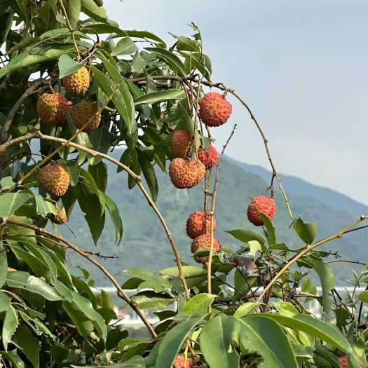 惠州荔枝（桂味、糯米糍）