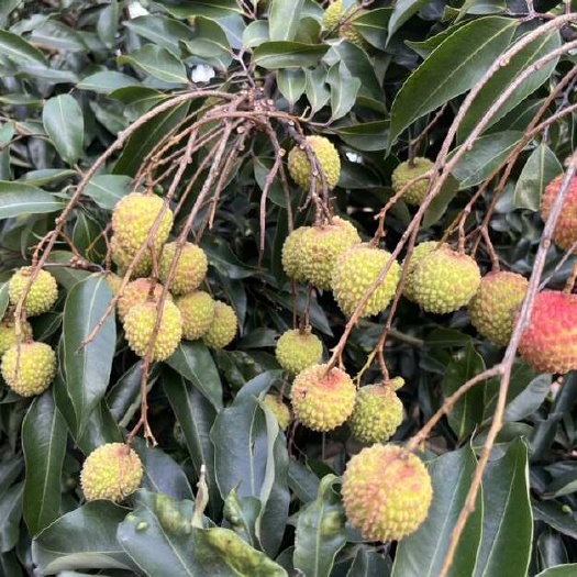 广州增城桂味荔枝