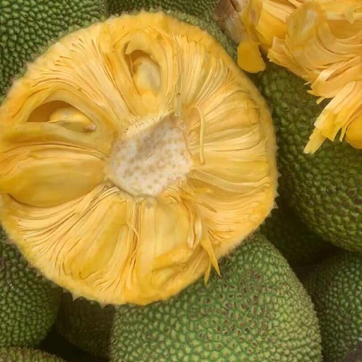 海口海南各品类优质菠萝蜜批发 果园直发 精品干包菠萝蜜