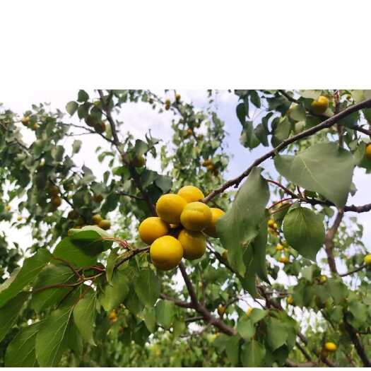 登封市河南自种珍珠油杏