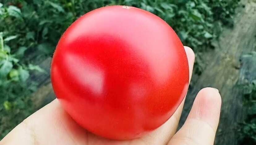 朱巴东一号水果西红柿，沙土地种植，不施化肥，不打农药，酸甜果