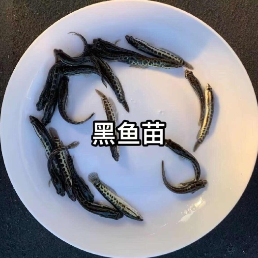 连云港精品黑鱼苗，活力满满，生长速度快，肉质细嫩，量大从优。
