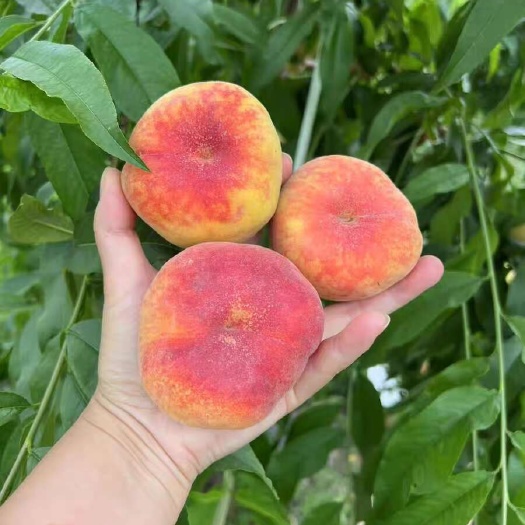 渭南陕西黄金彩虹毛蟠桃桃子新鲜水果黄毛盘潘桃甜蜜桃