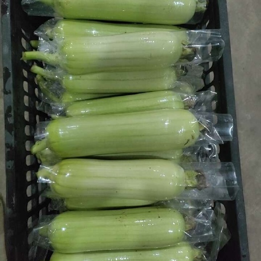 丝瓜
