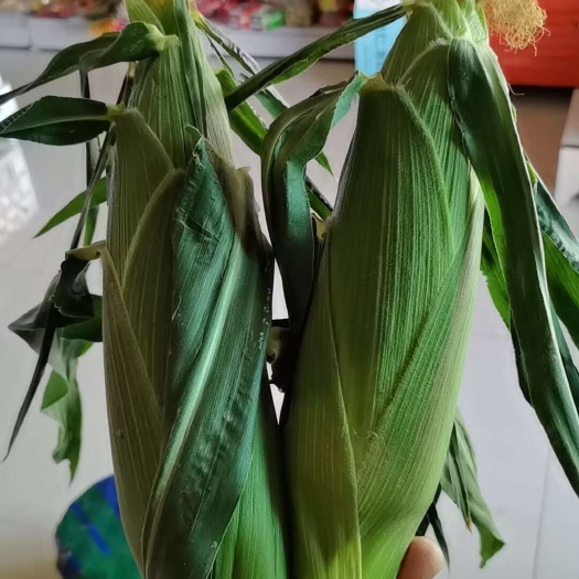 顺平县水果玉米