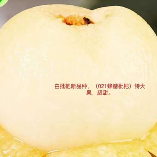 桐梓县枇杷苗，021蜂糖枇杷，黄皮白肉大枇杷，平均单果重50克。