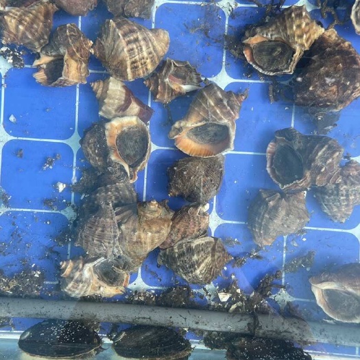 荣成市海螺