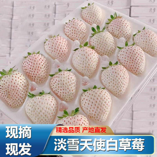 淡雪草莓 顺丰包邮 白雪公主白草莓高端礼盒装 一件代发批发