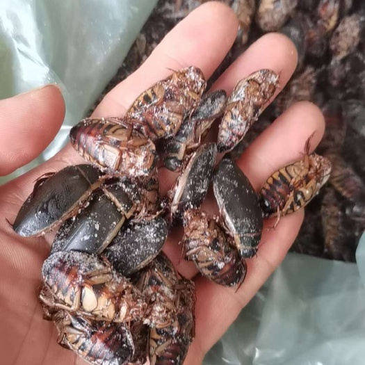 广州龙虱冰冻