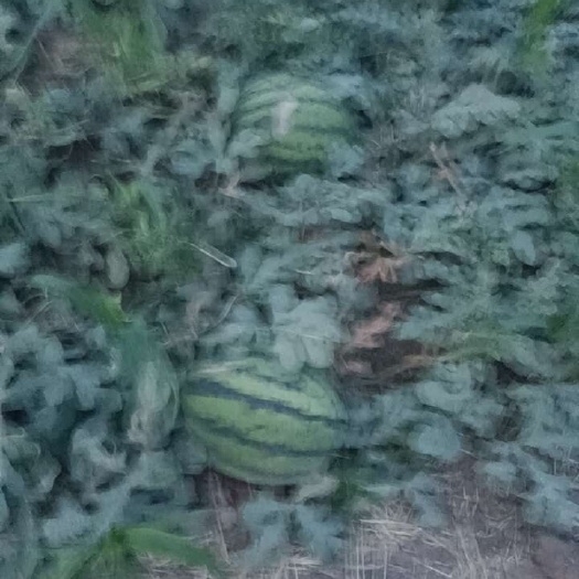 西安甜王西瓜