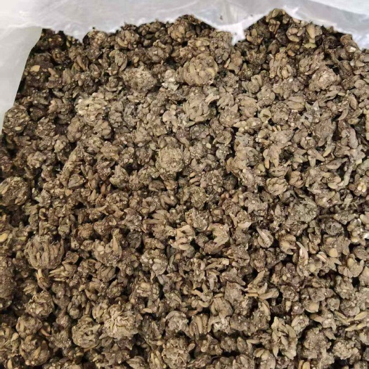 息县猫爪草