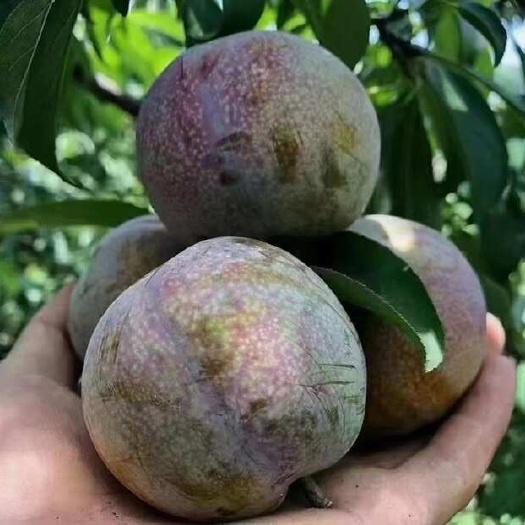 翁源县翁源正宗三华李
