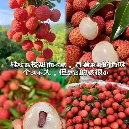 惠东县惠州陈江荔枝园现摘