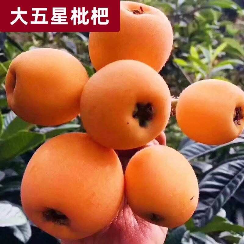 广西灵山优质枇杷树苗 快递发货 果大味甜 抗病性强 易成活