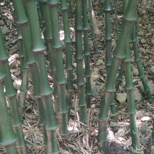永善县1.2--2.5公分的都有，需要的老板欢迎打扰