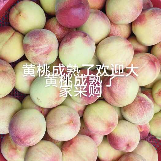南京金香玉黄桃