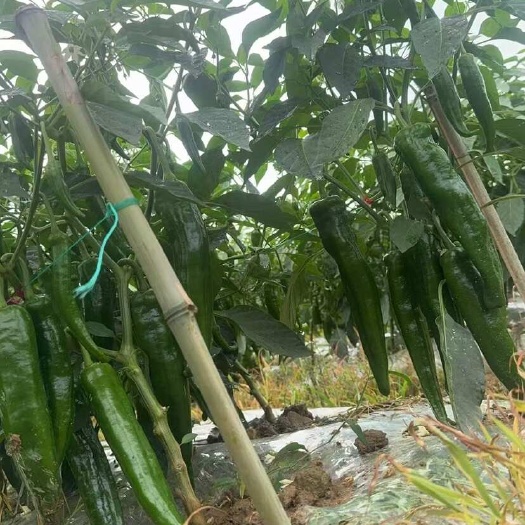 惠水县贵州青辣椒代发产地直供坏损包赔