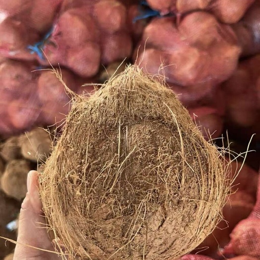 毛椰子天然清甜水分充足果香浓郁，清补凉专用老椰