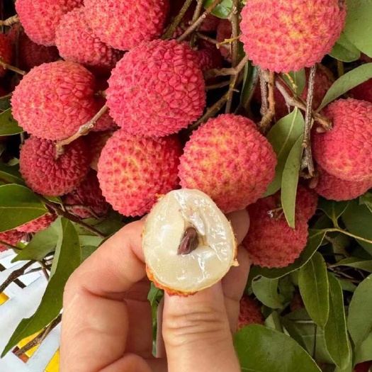 广州广州增城四丰桂味