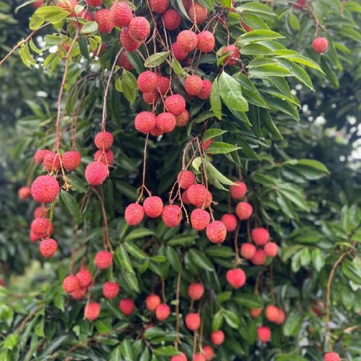 广州广东增城四丰桂味荔枝