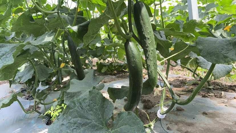 上海上海嘉定直发 BCS有机认证刺黄瓜