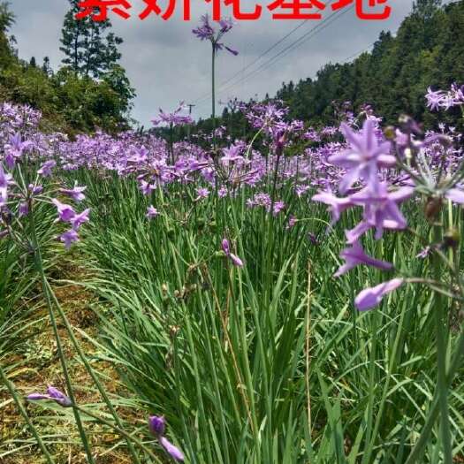长顺县紫娇花