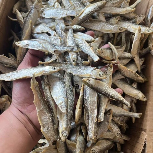佛山精品水煮白条鱼干 地摊电商批发无盐白条鱼干河鱼鱼仔鱼干干鱼