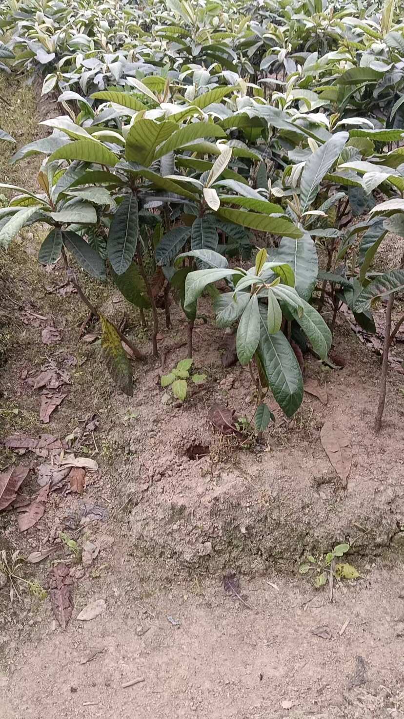 广西灵山优质枇杷树苗 快递发货 果大味甜 抗病性强 易成活